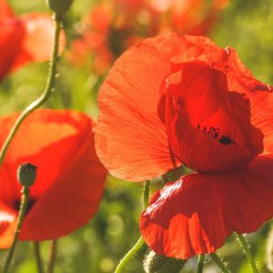 poppy, poppy flower, red