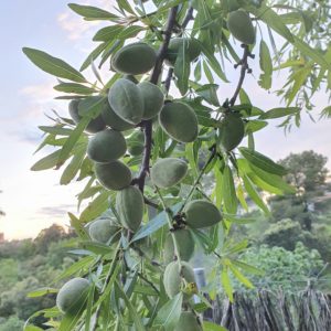 ALMENDRAS